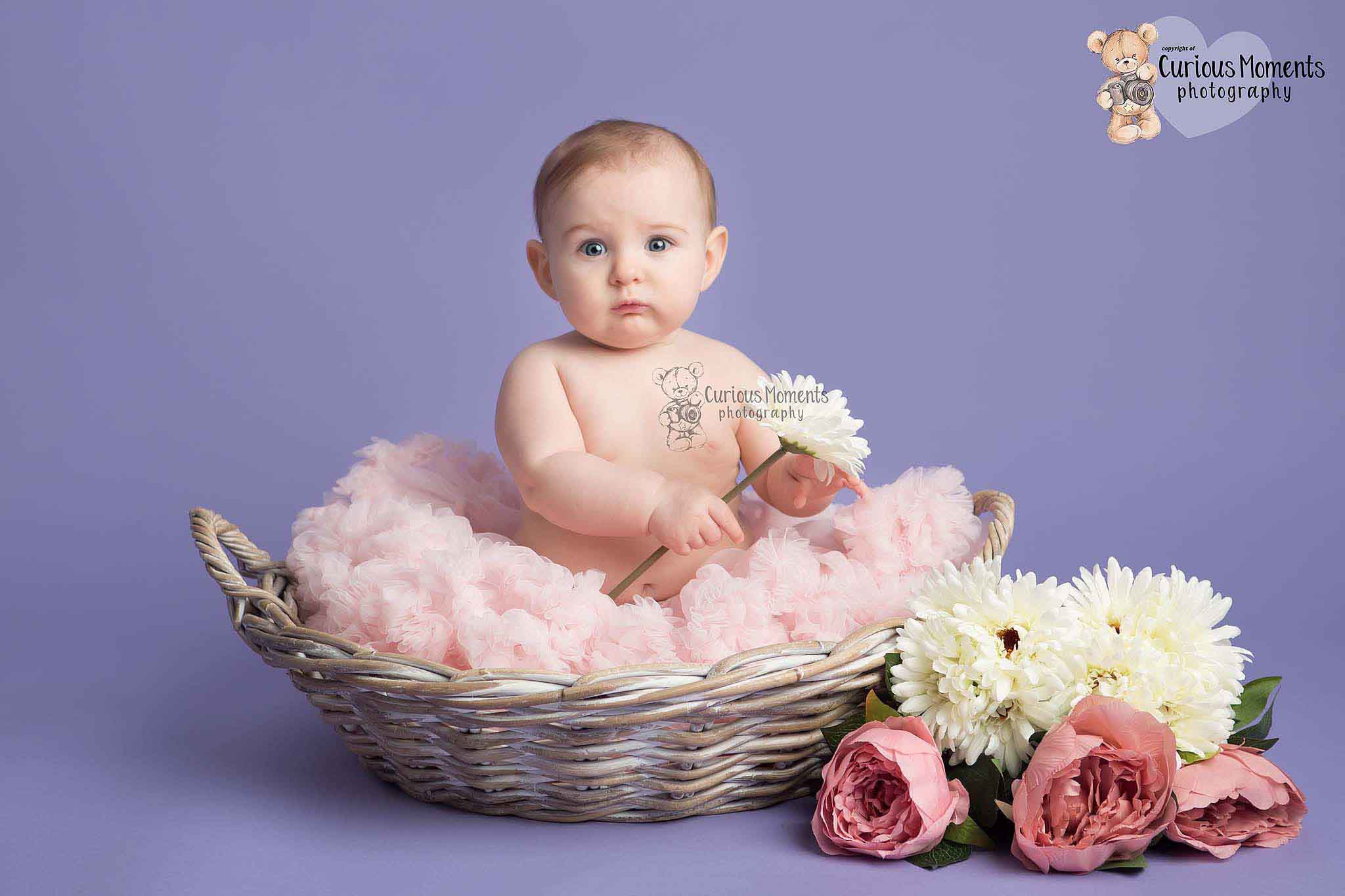 Baby girl sat in a basket wearing a pink tutu on a purple background holding a white gerbera pulling a confused expression during baby photography session with Pembrokeshire baby photographer