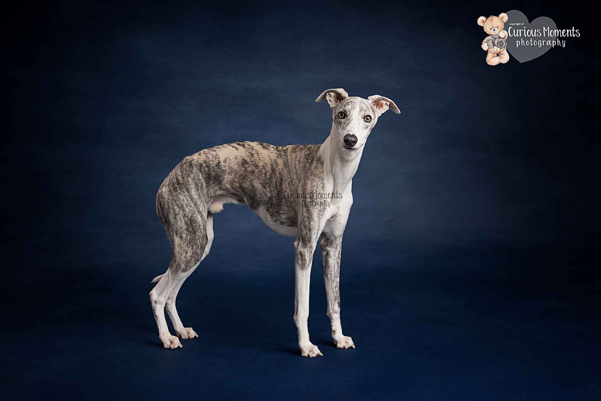 Image of grey whippet during dog photoshoot on blue background